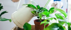 prevent-houseplant-mold