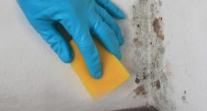 clean mold off walls