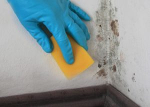 clean-mold-off-walls