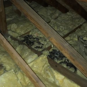 animal-waste-contamination-attic-nj