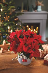 christmas-plants-carry-allergens-indoors