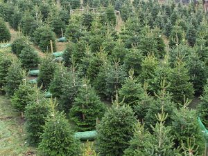 mold-particles-on-outdoor-christmas-trees