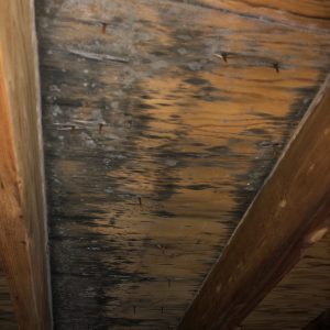 mold can commonly be found on ceiling and floor joists