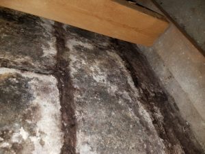 mold testing burlington county, mold assessment burlington county, mold remediation burlington county