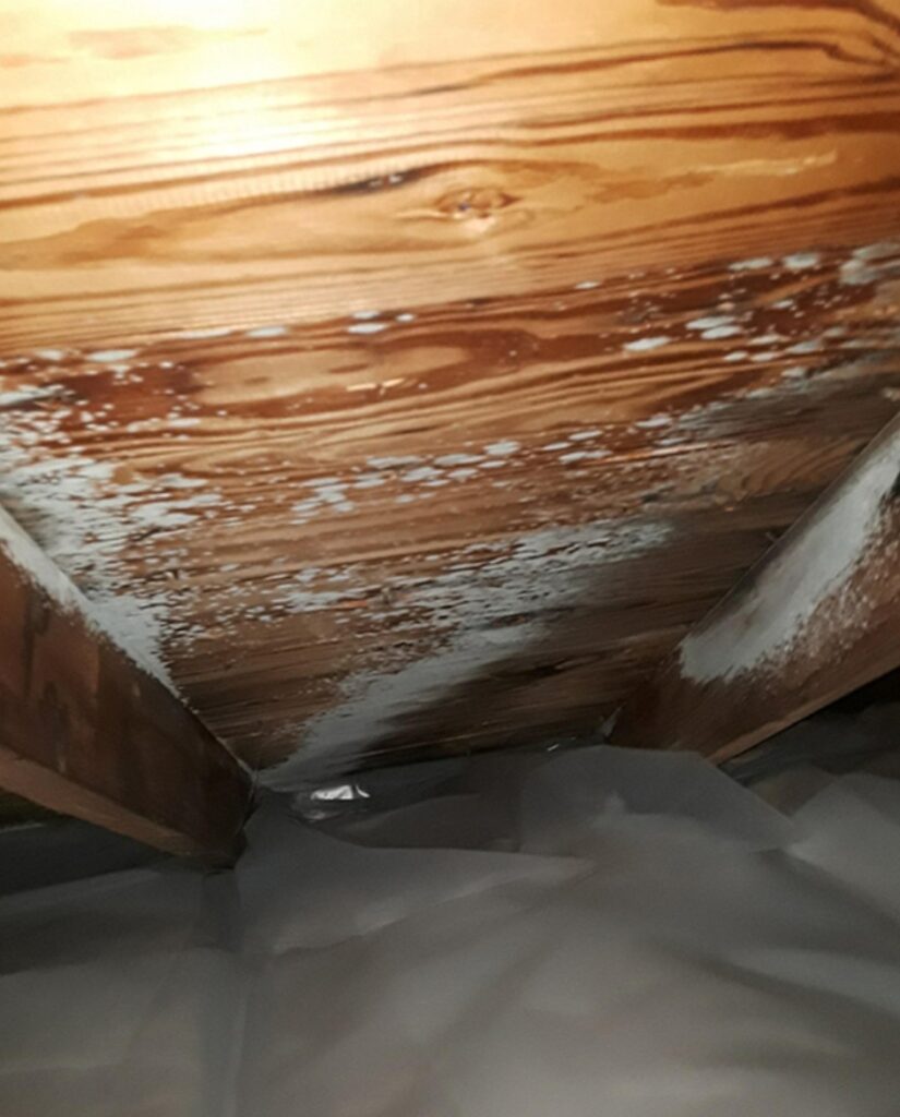 frozen attic mold in new jersey