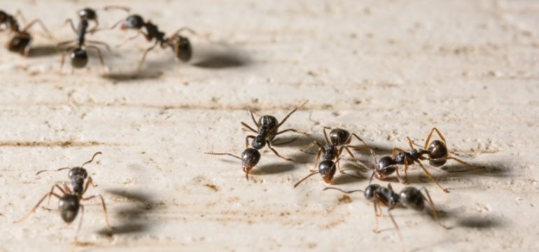 ants in your home could lead to water intrusion and mold