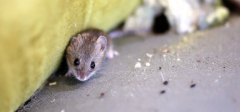 rodent droppings cleanup south jersey